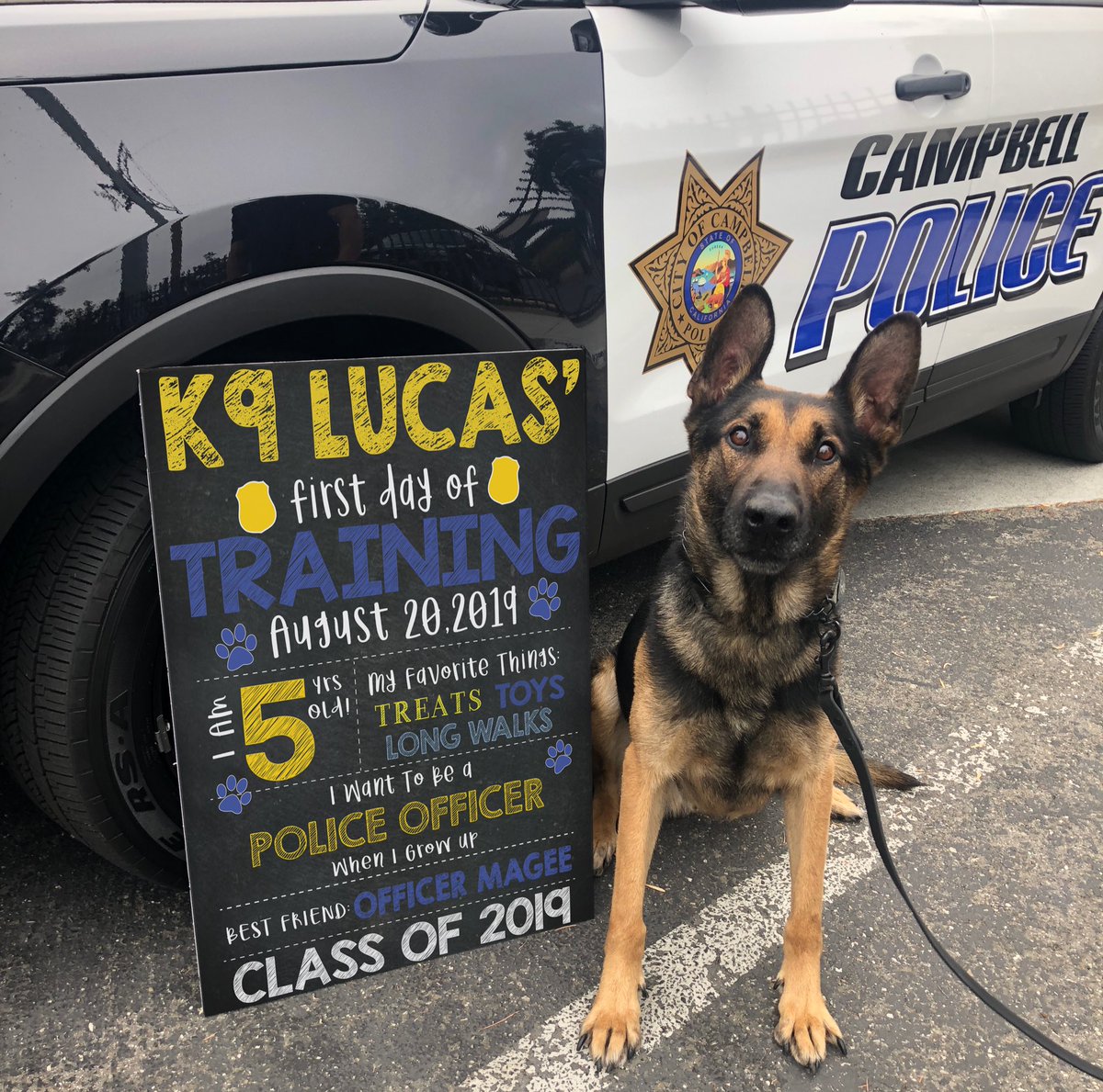 k9 dog pic